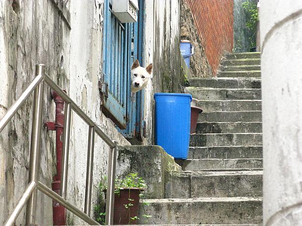 ドアから顔をのぞかせる犬。何か言いたそう！？