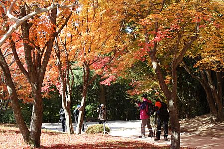 例年１１月の上旬はこのくらいの紅葉が慶州で楽しめます。