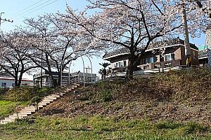 釜山の桜スポット
