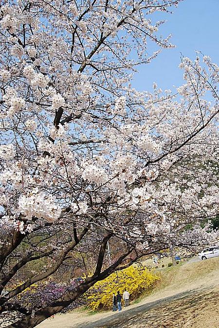 コーミィのソウル大学へお花見に行ってきました～！【２０１１年】 お花見 桜 ソウル大学ピクニック