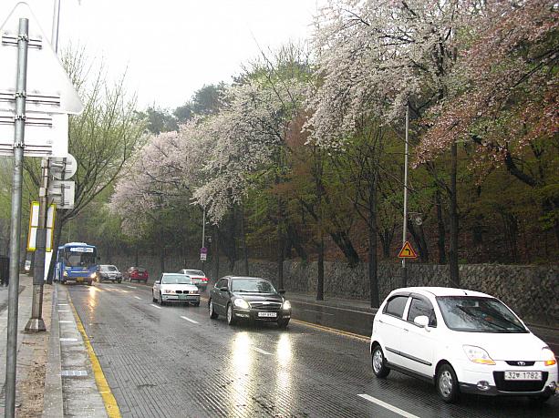 ちょうど満開になった南山(ナムサン)の桜も、雨で散っちゃいそう！？