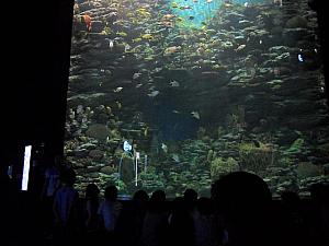 釜山アクアリムをもっと深くご紹介します！ 水族館 ヘウンデ 子連れ教育