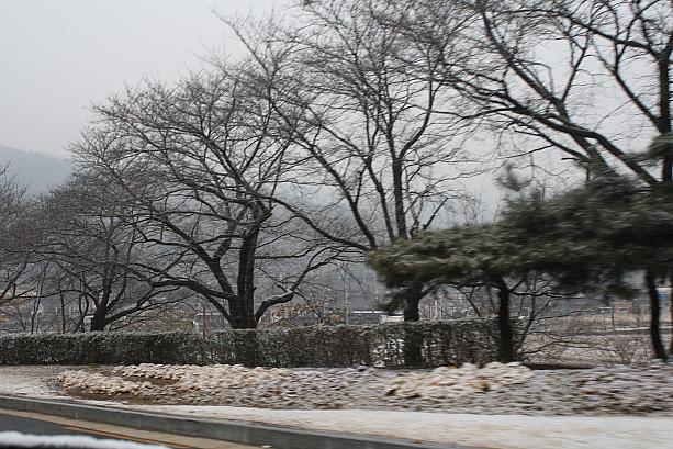釜山も朝は少し雪が降りました。