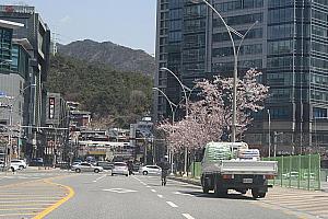 センタムシティーは小さい桜の木です。