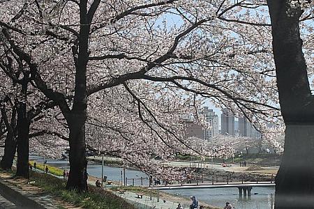 写真で見る釜山の桜！～２０１２年編