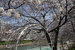 写真で見る釜山の桜！～２０１２年編