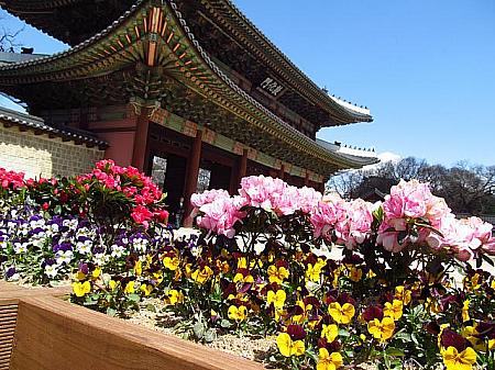 昌徳宮にも春が～！今韓国で人気の水木ドラマ「屋根部屋の皇太子」で何度も登場する、JYJユチョン扮する皇太子が散策しているお庭は、こちらの秘宛ですよ！