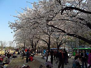 写真で見るソウルの桜と春の花～２０１２年編！ 桜 韓国の春花見