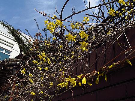 写真で見るソウルの桜と春の花～２０１２年編！ 桜 韓国の春花見