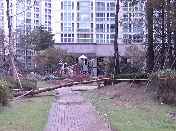 かなりの勢力の台風でした。木がなぎ倒れているところも・・・