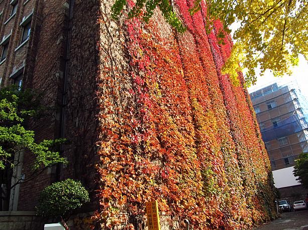 壁のツタも秋色に変身！ソウル図書館も完成して、これからも市庁前は要注目スポットになること間違いなしです！