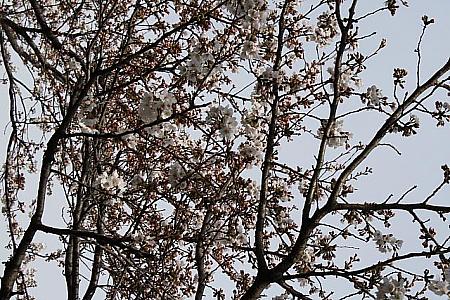 3月の4週目はまだまだつぼみが多い桜の木。