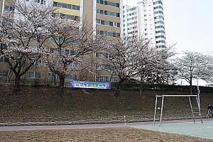 写真で見る釜山の桜～2013年編～