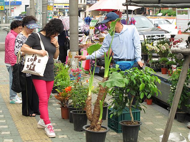 今日は観葉植物を売りに来たアジョシも。こんな風にいろんなものを売ってるソウルの街角ってとってもおもしろい！？観光地から少し離れた住宅街などを散策してみるのもいいかも！新たな発見が出来るはずです＾＾