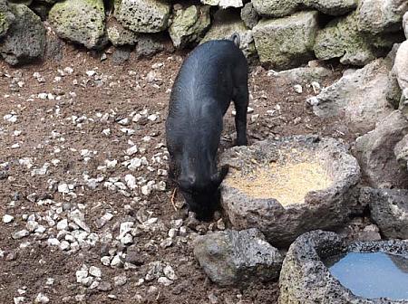 済州特産の黒豚を飼っており、祝い事の時などにみんなに振舞うそうです