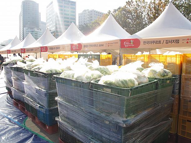 なんと１２万株の白菜が使われるそう！キムチになるのを待っている大量の白菜。