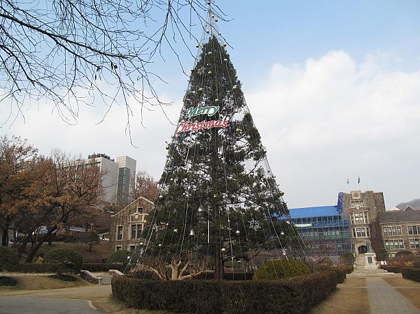 大学の中にもクリスマスツリーが！かなり大きい！