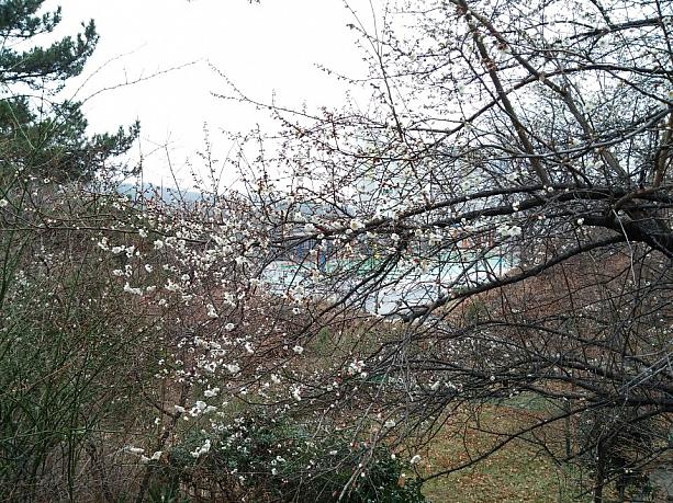 釜山も冬から春に！！