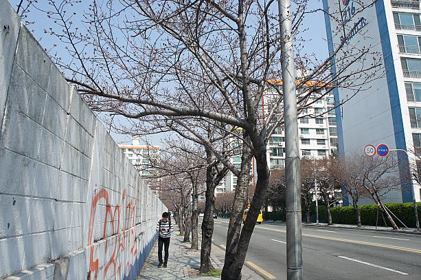 こちらは釜山の桜の名所の1つ｢南川ビーチアパート」満開の桜でメイン通りがピンク色に染まる日も近いかも♪