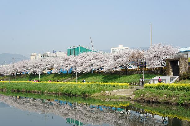 釜山も桜が満開なりました！！