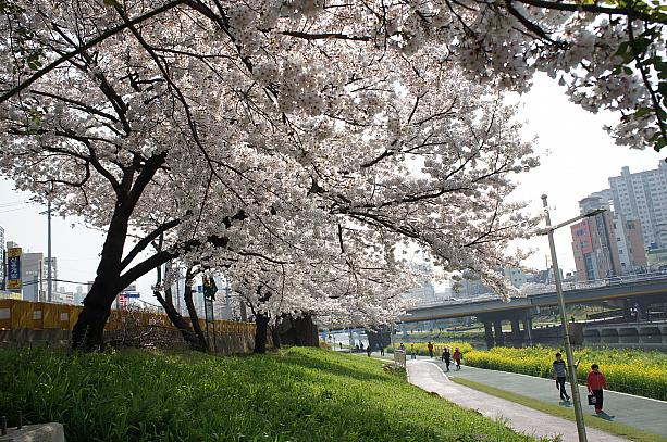 桜の名所で有名な温泉川の桜も見とれてしまう程の美しさ！