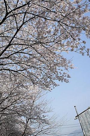 写真で見る釜山の桜～2014年編～ 釜山の桜 温泉場 南川ビーチアパー 広安里ビーチ タルマジゴケ 海雲台 桜の名所 桜並木 桜の見所韓国の桜