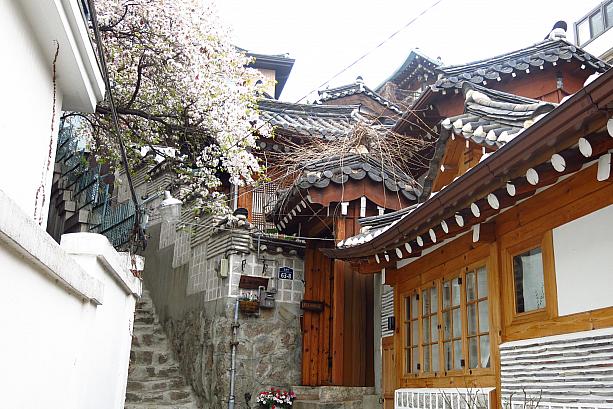 路地を一歩入ると昔のまま残されている伝統家屋の小道には桜が～ 北村韓屋村にも春が来ています！