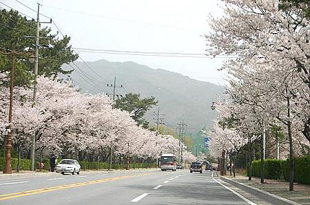 春は桜の街に変わる慶州市内！