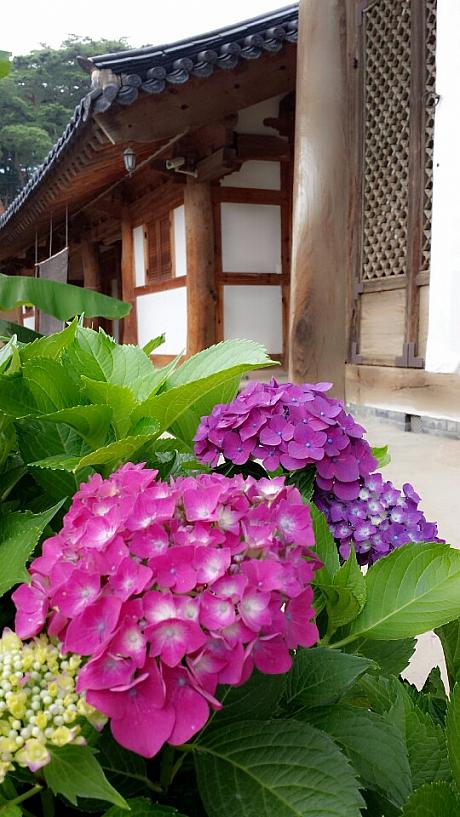 韓国も紫陽花の時期！鮮やかな色がきれいですよぇ～！