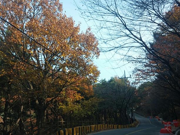 釜山の紅葉も見納めですよ～！