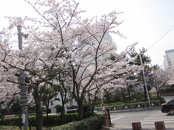 やっぱり春といえば、桜！キレイですね～♪