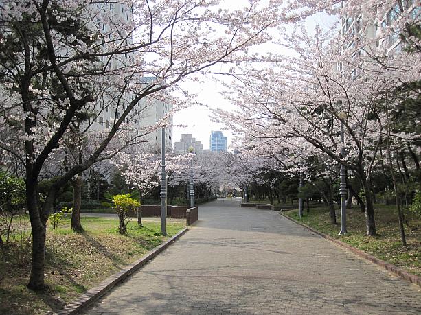 釜山の桜は一気に７分咲き！