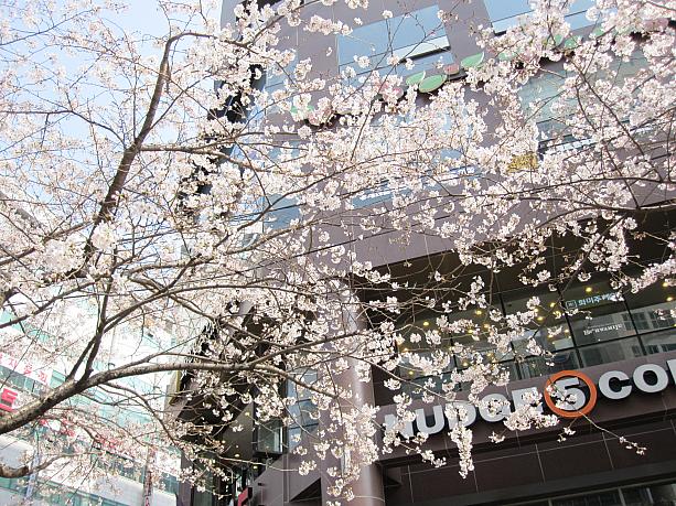 明日から２日間、釜山は雨の予報。その雨でせっかくの桜が散ってしまわなければいいんですが・・・。