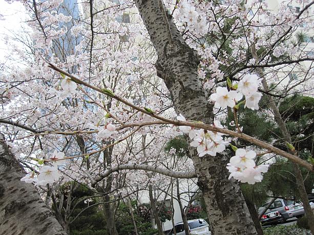 日の当たる場所にある桜はもう満開！