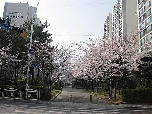 写真で見る釜山の桜～2015年編～ 釜山の桜海雲台の桜