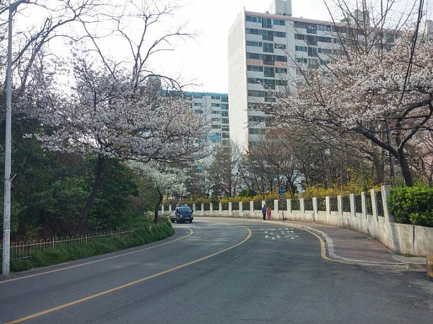 週末は、ずっと雨の予報。これで、釜山の桜は散ってしまいそう・・・残念！