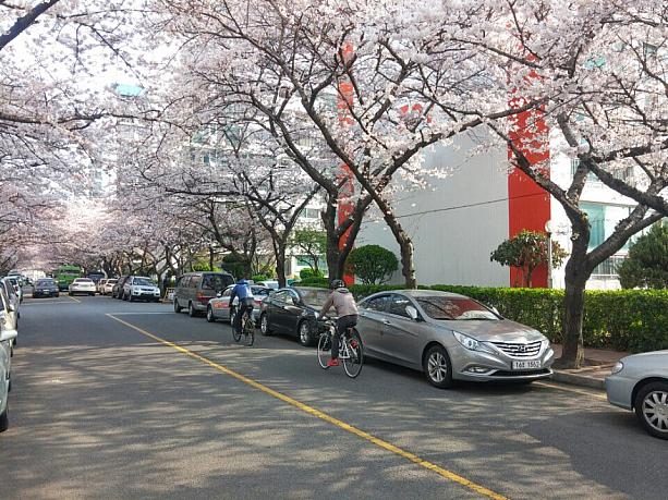 今週末もずっと雨の予報の釜山、桜はもう見納めかな？
