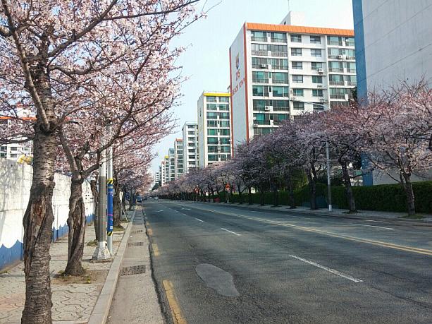 釜山市内きっての桜の名所の南川洞の桜ですが、満開のピークは終わりかな？