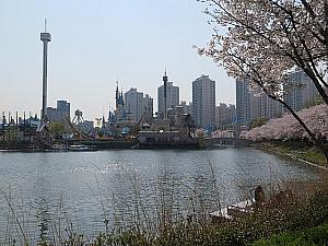 写真で見るソウルの桜と春の花～２０１５年編 ソウルの桜 ソウルの春 ソウルの名所 ソウルの花見 春の花 春の見どころ ソウルの花の見所さくら