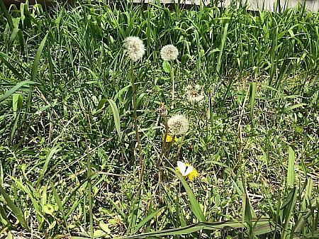 タンポポの花にモンシロチョウが春らしい～