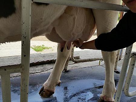 ここでは子牛にミルクやったり、乳搾り体験ができるよ