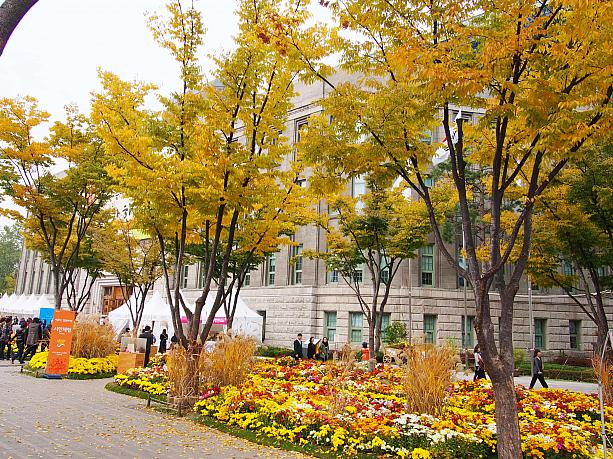 市庁舎の目の前の色づいた木と下に置かれたお花の組み合わせが美しすぎます。