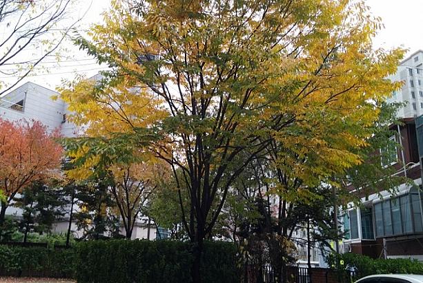 黄色の紅葉も！秋が深まってきている感じ。