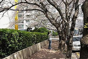 3月の釜山 【2016年】 桜の名所 慶州 鎮海 慶州の桜 釜山の桜 釜山の春 屋台フード観光シーズン