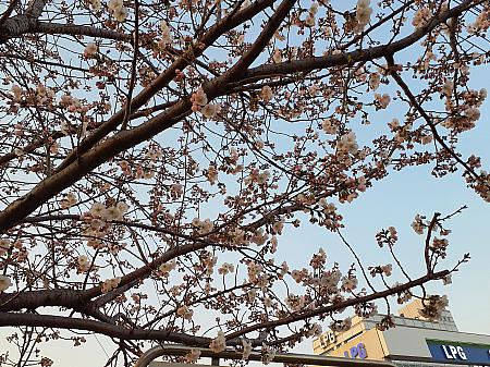 3月のソウル【2024年】 ３月のソウル 春のソウル 三一節ホワイトデー