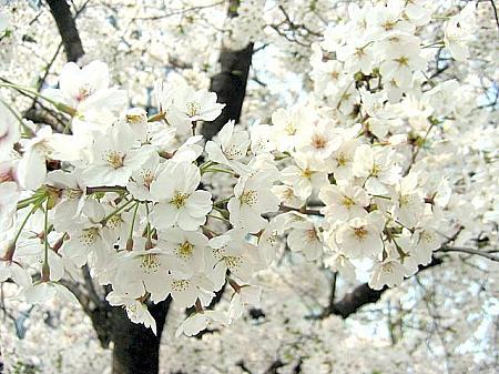 ソウルの桜の開花予想は4/7、4/13頃満開に 桜 開花 サクラさくら