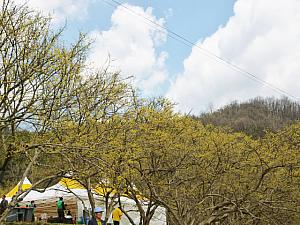 4月のソウル 【2024年】 春のソウル 桜のソウル 春の花のソウル 花見 ビビンバ セサッビビンバサムギョプサル