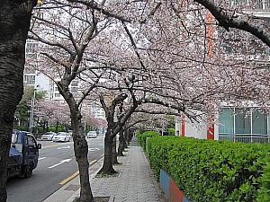 写真で見る釜山の桜～2016年編～ 釜山の桜 桜 花見 釜山の花見 プサンの花見南川洞