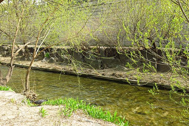 春というだけあって、やっぱり川はさらさらと流れている感じ！？