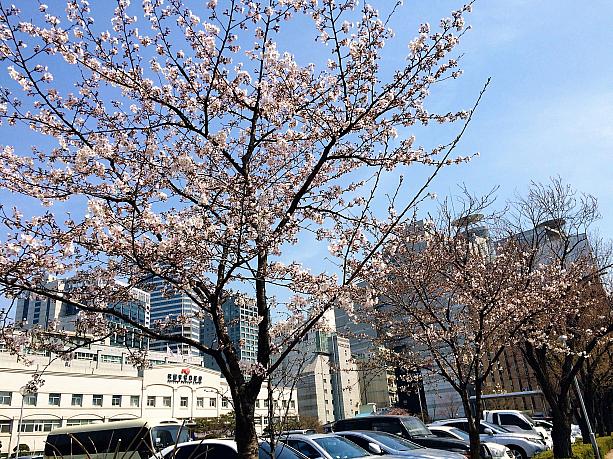 東大門エリアをぷらぷらと歩いていると国立中央医療院前で桜を発見～